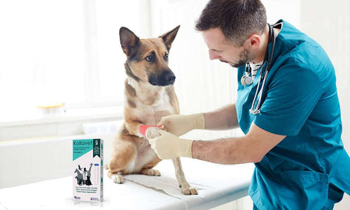 Which wounds should Kollavet® Collagen Particles be used with?