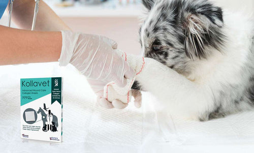 Kollavet® collagen sheets are safe