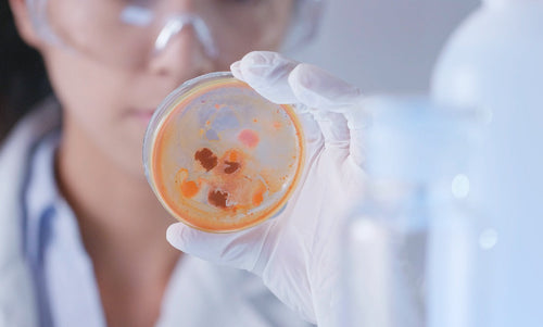 How Bacteria Can Help, Not Harm, in Wound Healing Research