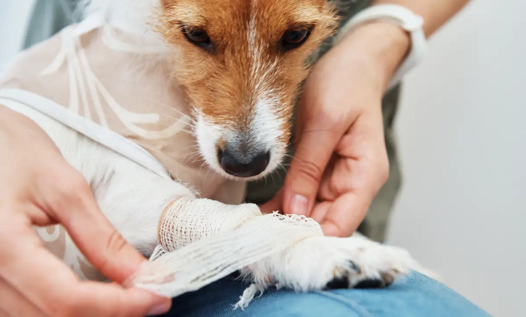 How to Treat Pet Wounds at Home Safely